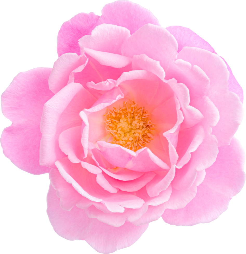 Pink Rose flowers focus stacking close up isolated for love wedding and valentines day