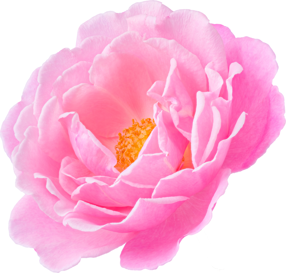 Pink Rose flowers focus stacking close up isolated for love wedding and valentines day