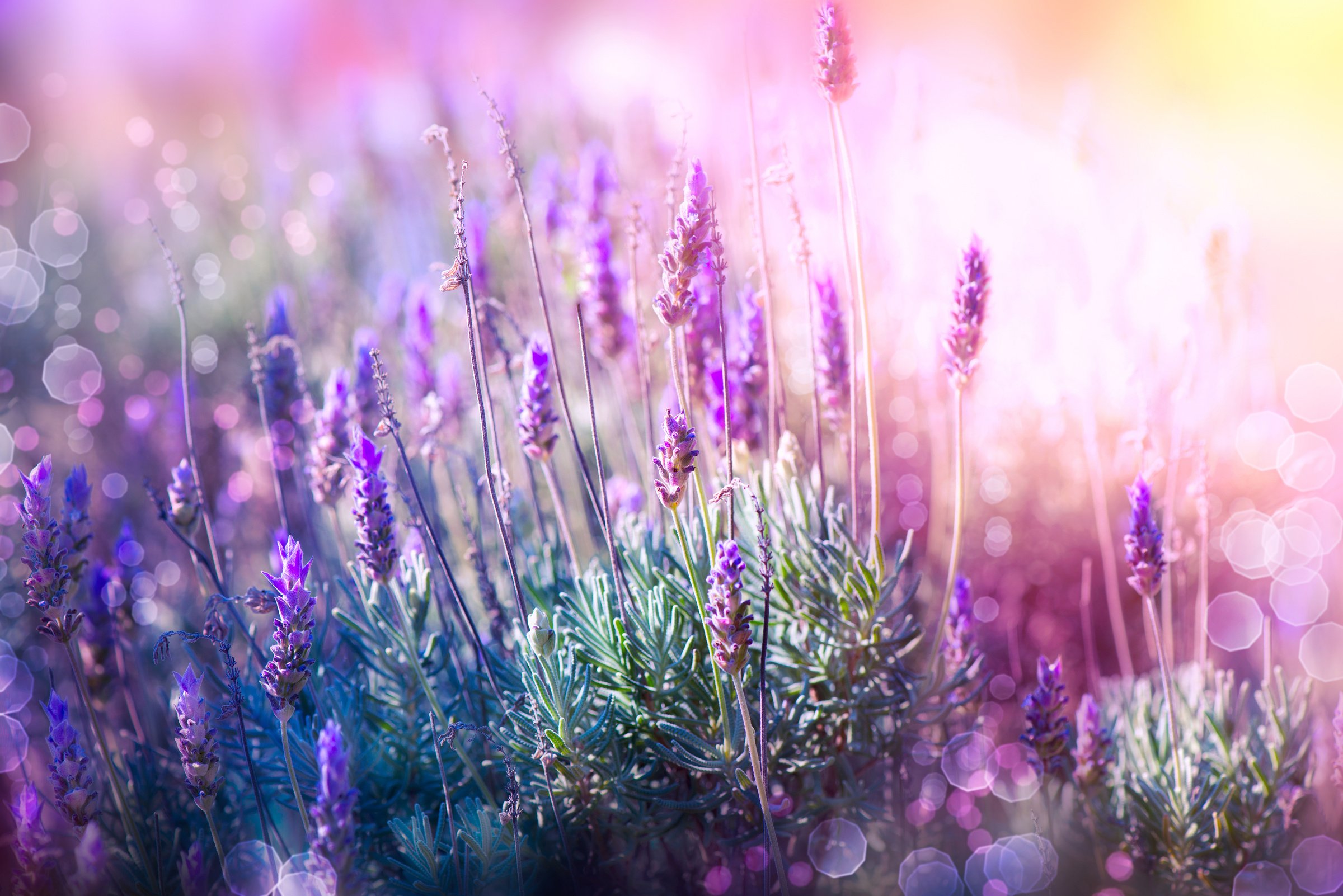 Lavender Flowers Field